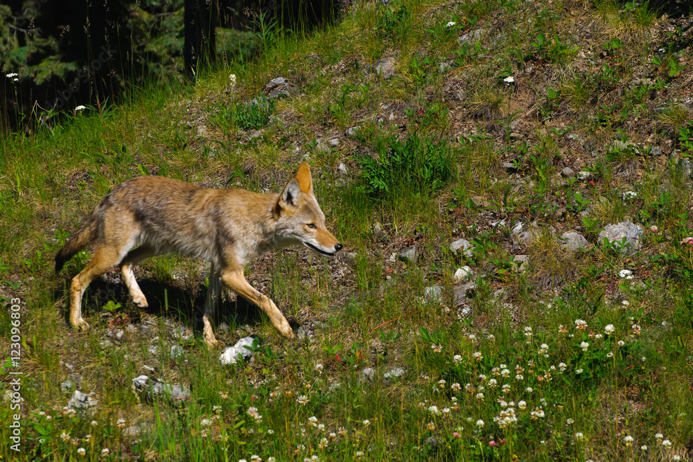 Wild Coyote Wild Coyote