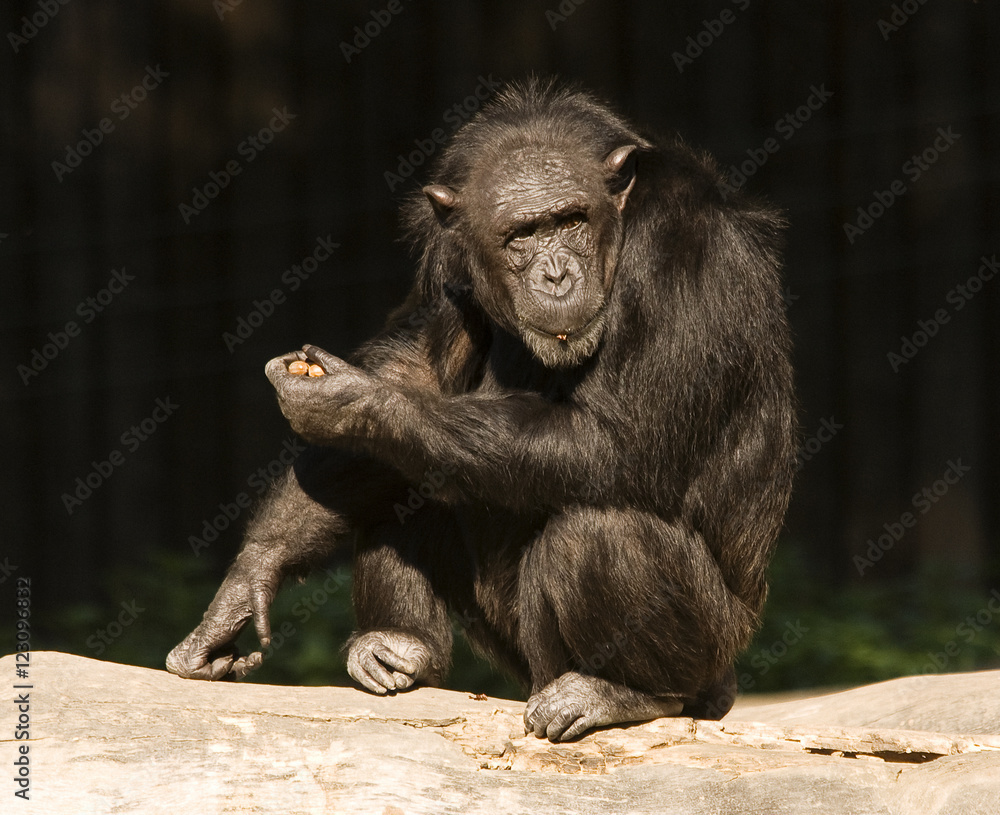 chimpanzee spending the afternoon in a tree chimpanzee spending the afternoon in a tree