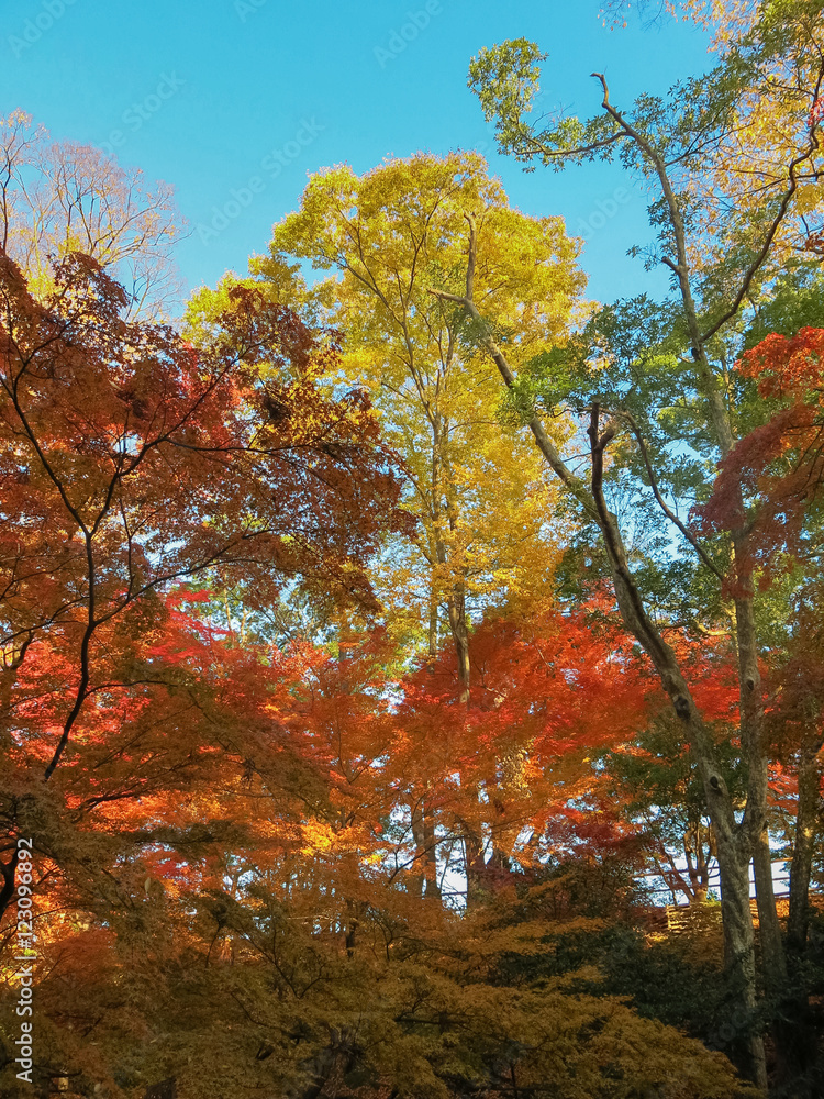 autumn  colors.