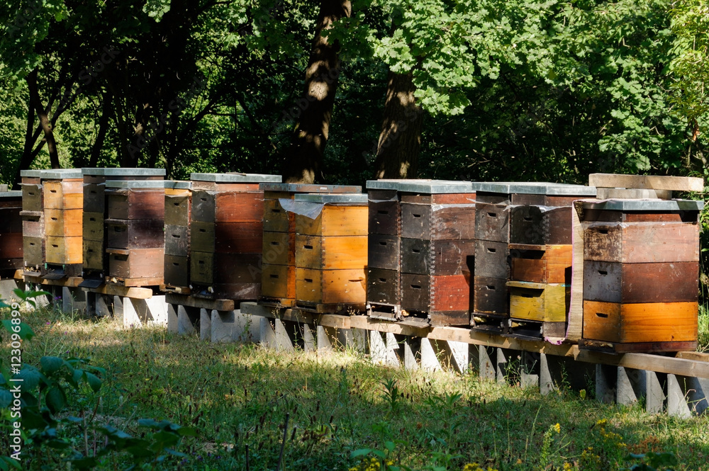 Row of colorful wooden beehives with trees in the background Row of colorful wooden beehives with trees in the background