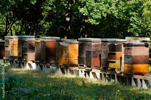 Row of colorful wooden beehives with trees in the background