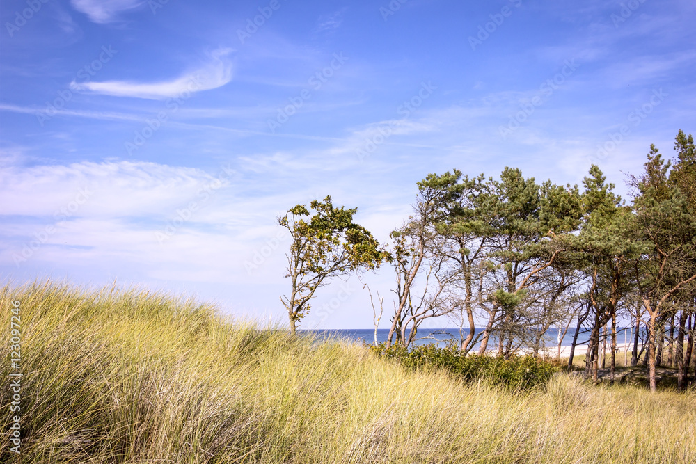 Fototapeta premium Beach grass and pines on the beach