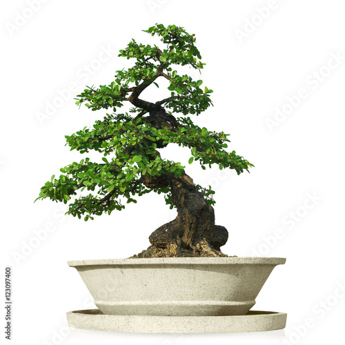 bonsai tree isolated photo