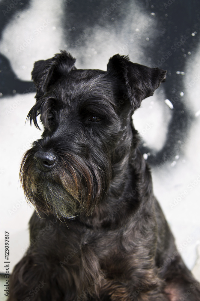 black schnauzer dog with graffiti background