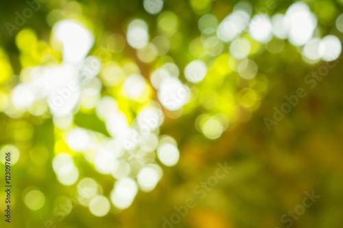 Bokeh color tone moss, Abstract natural background