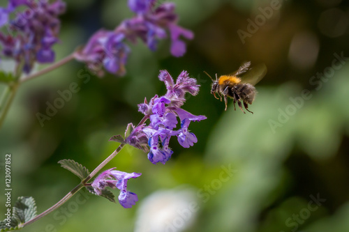 Flight of the Bumblebee © Magnus