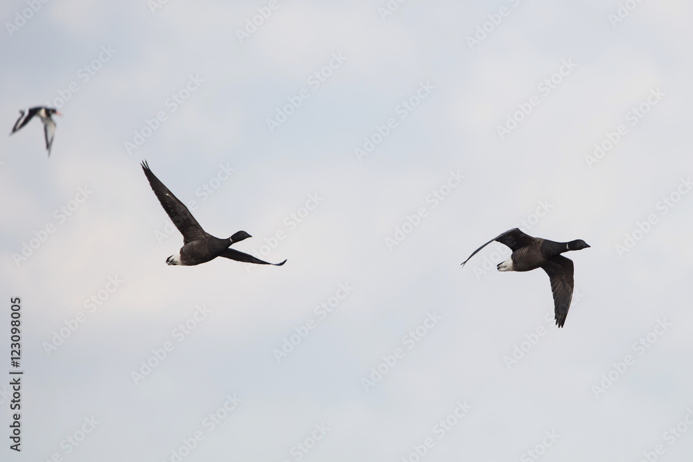Brent Goose, Branta bernicla Brent Goose, Branta bernicla