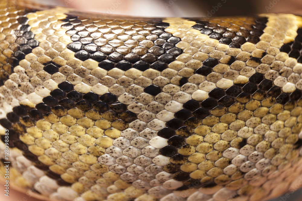 Fototapeta premium Snake skin close up