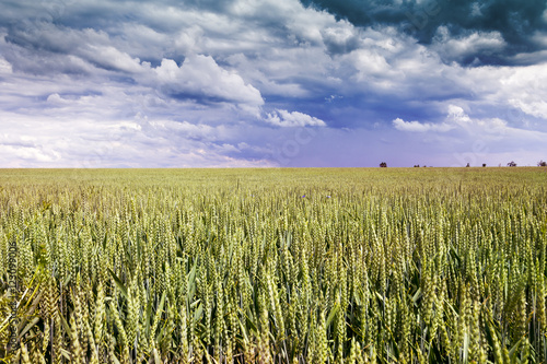 Wheat Field with Clouds on Blue Sky - Czech Republic, Europe