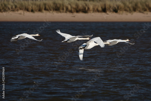 Mute Swan, cygnus olor