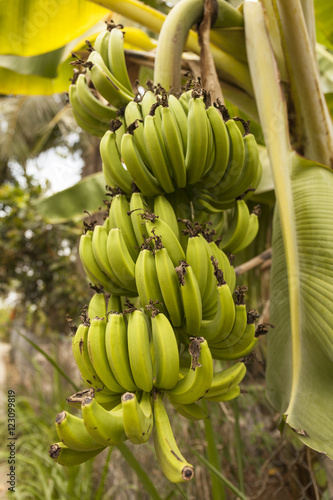 Bunch of unripe Bananas on a plant. South Est Asia tropical forest