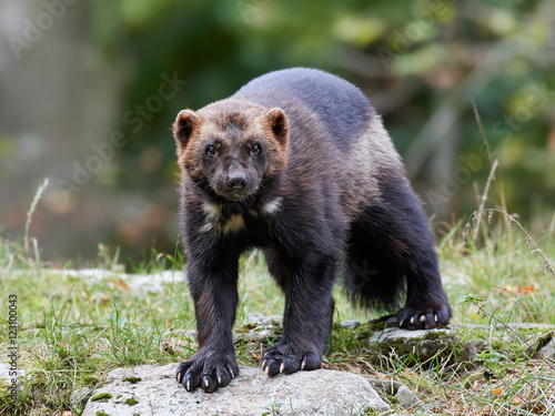 Wolverine (Gulo gulo)