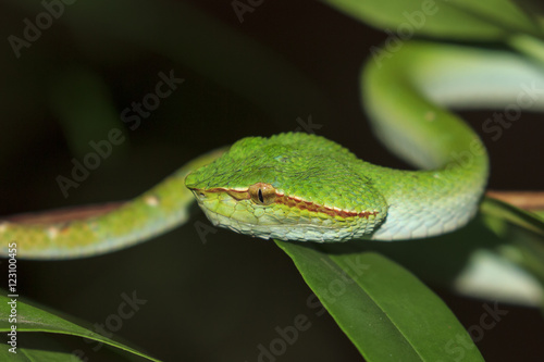 Temple Viper Snake (Wagner's Pit Viper). Green snake in tree
