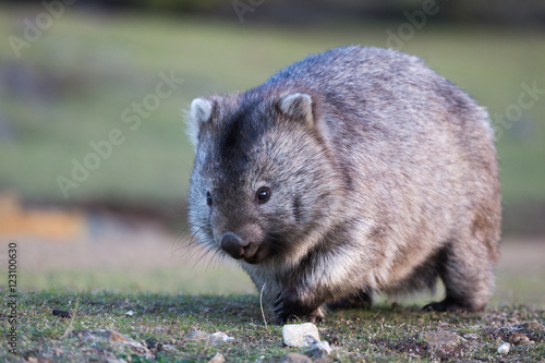 Wombat walking over grassland in natural environment. Front view with eyes and claws visible with blurred background. 