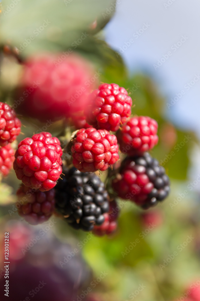 Blackberry with fruits.
Fresh colors.
Sunny day.
Nice bokeh. Blackberry with fruits.
Fresh colors.
Sunny day.
Nice bokeh.