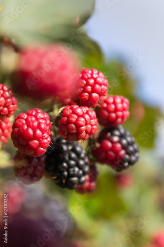 Blackberry with fruits. Fresh colors. Sunny day. Nice bokeh.
