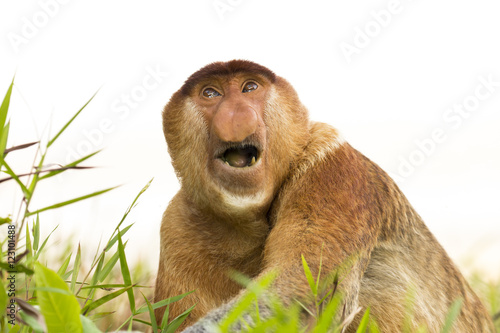 Konstfotografi Proboscis Monkey