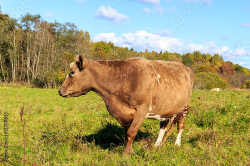 Cow graze in the meadow © Sapnocte