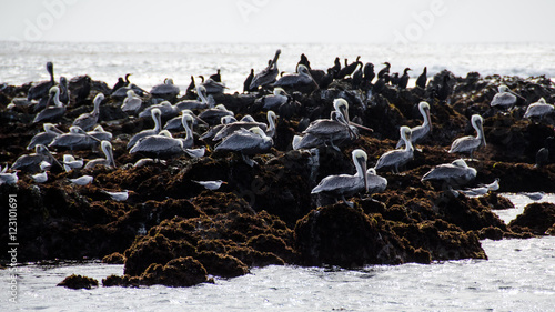 Flock of pelicans resting on rocky outcrop © Ben R