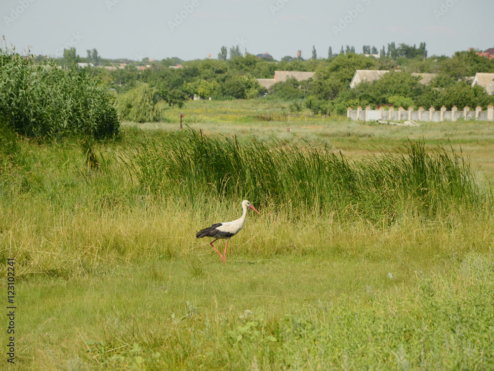 White stork (Ciconia ciconia) walking and hunting in grass near the river