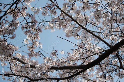 桜を見上げる