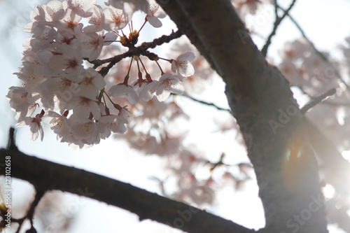 光る桜