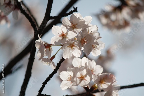 桜の花