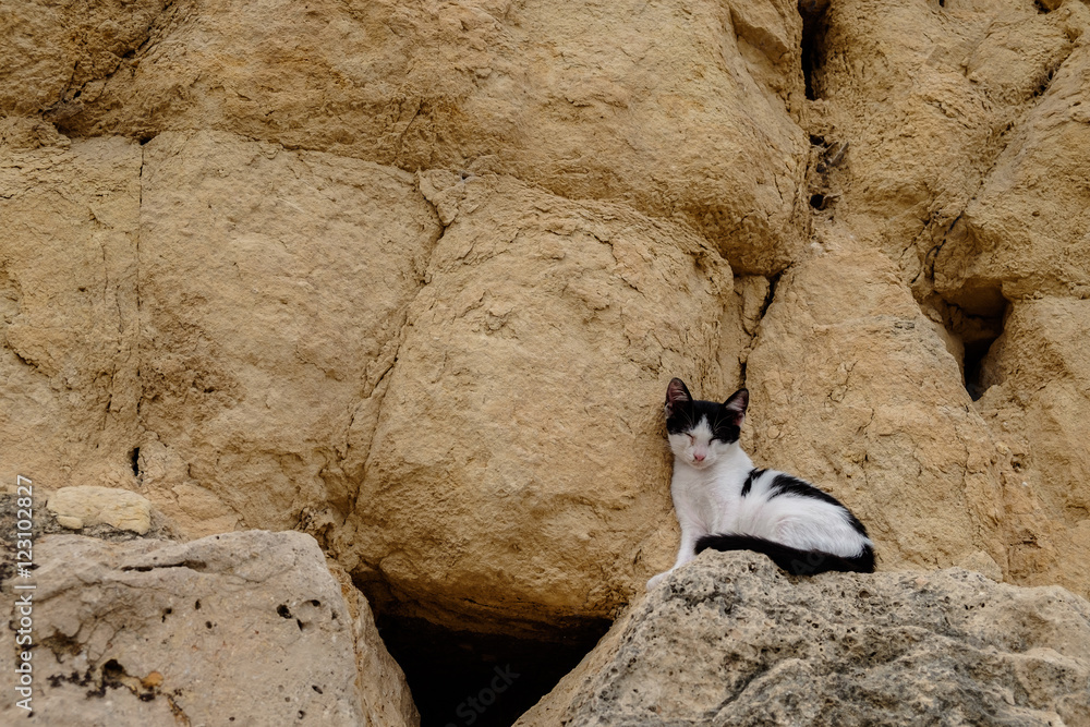 Kitten on rocks wide