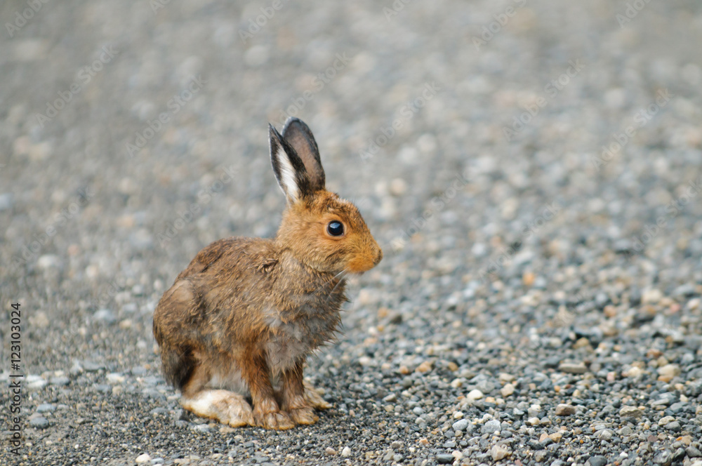 Fototapeta premium Snowshoe Hare