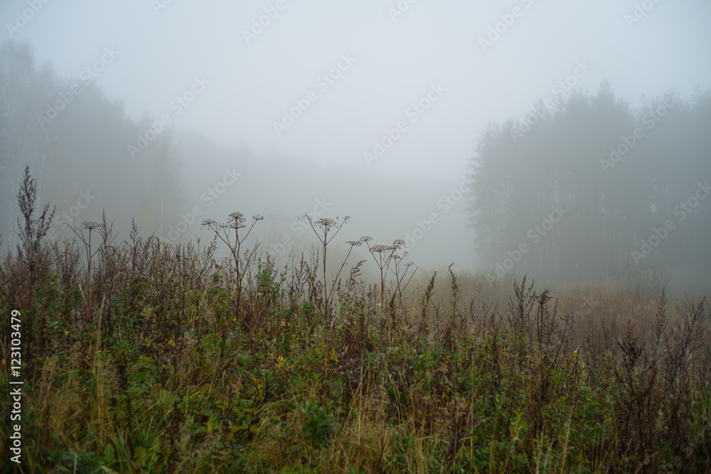 Утро в осеннем туманном лесу
