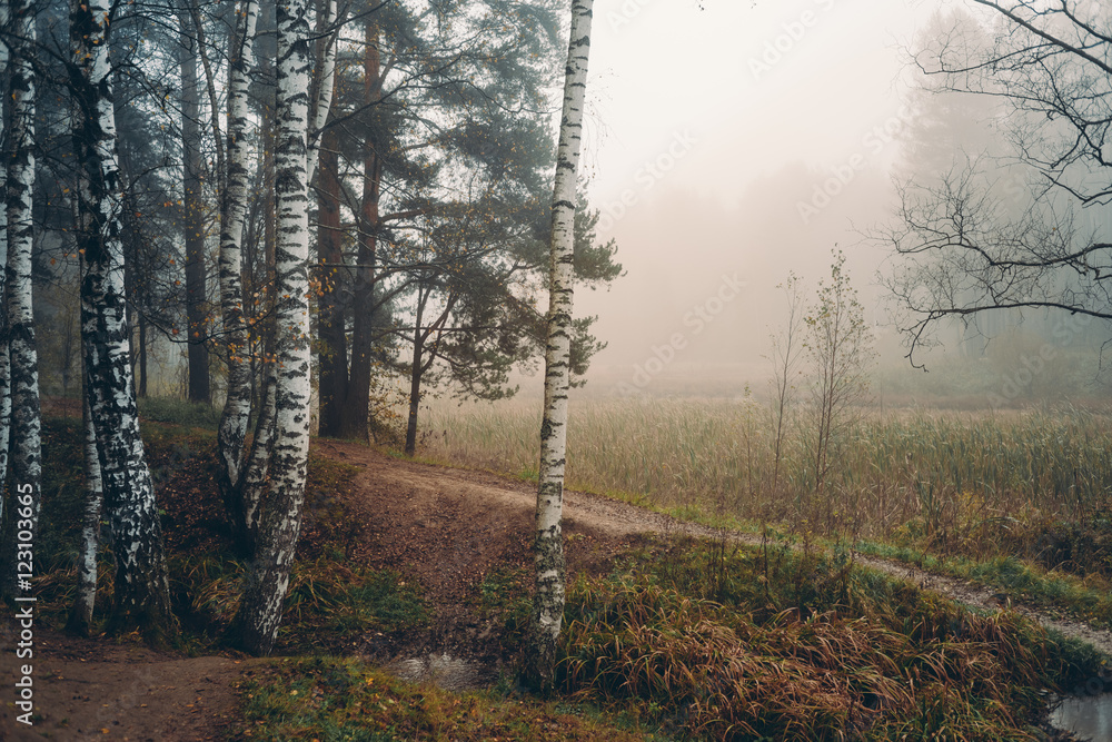 Obraz premium Берег озера заросший травой и камышами в утреннем туманном осеннем лесу