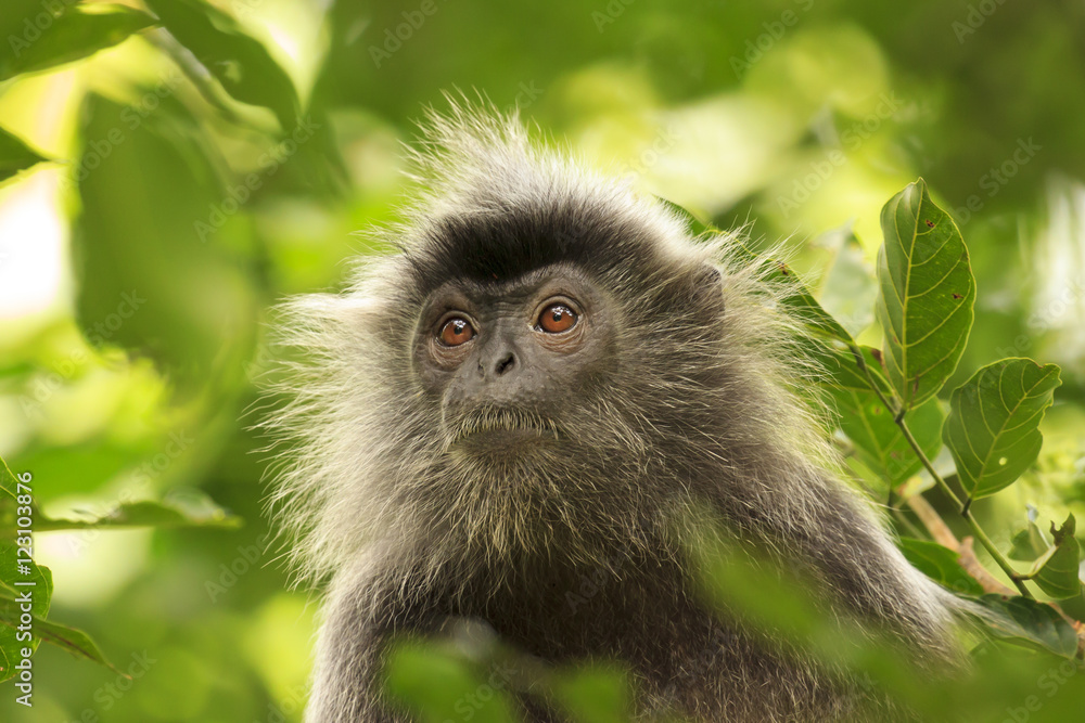 Monkey in forest. Silvery Lutung monkey. Silvered leaf Langur monkey Monkey in forest. Silvery Lutung monkey. Silvered leaf Langur monkey