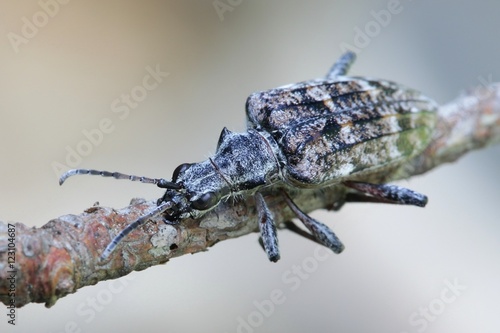 Flower Longhorn, Rhagium inquisitor photo