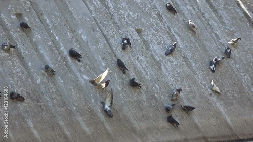 Pigeons in park on inclined plane