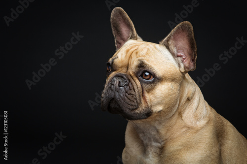 Obraz na płótnie Beautiful french bulldog dog w salonie