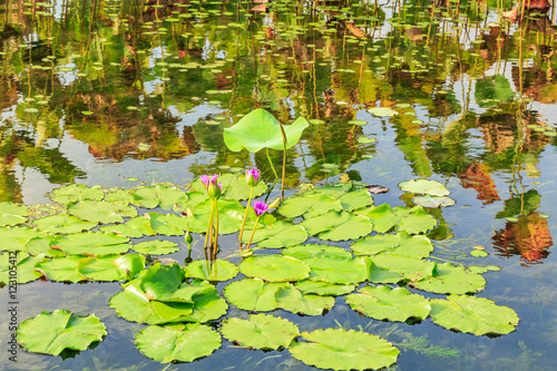 Green aquatic plant water lily leaves growing in a pond © ABCDstock