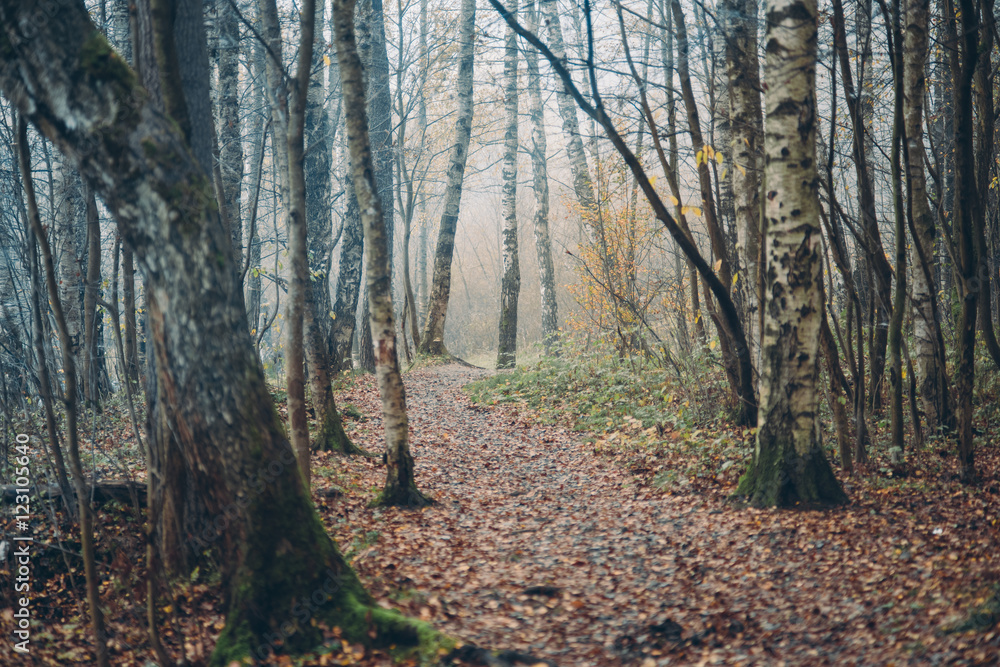 Дорожка в утреннем осеннем лесу среди берез