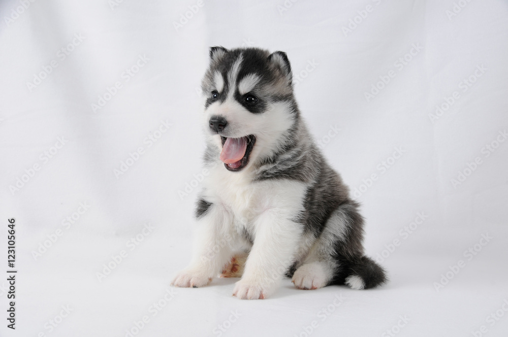 Husky Welpe mit schwarz weißem Fell Husky Welpe mit schwarz weißem Fell
