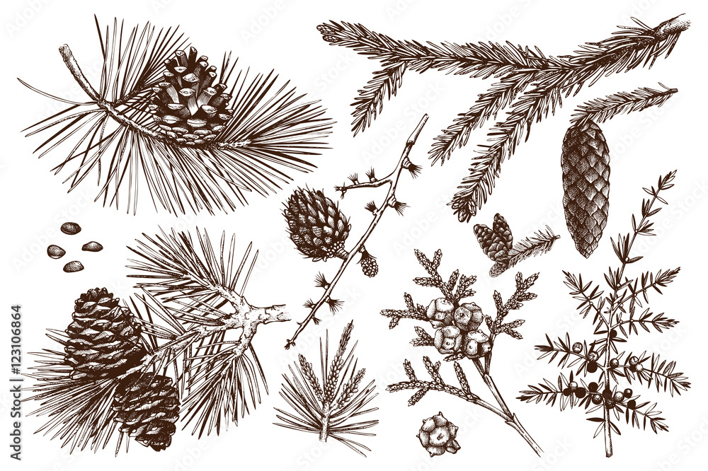 Fototapeta premium Kolekcja wektor drzew iglastych ilustracji. Zestaw szkiców wiecznie zielonych roślin - jodła, sosna, świerk, modrzew, jałowiec, cedr, cyprys. Boże Narodzenie elementy dekoracji.