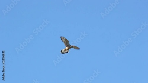 hovering in blue sky then stoop