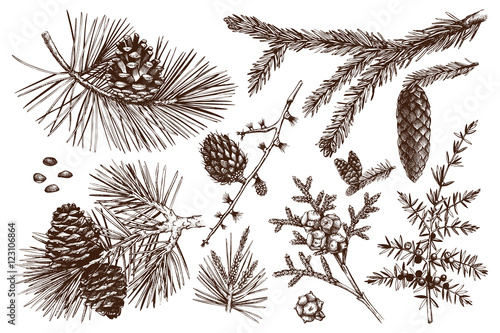 Vector collection of conifers illustration. Vintage evergreen plants sketch set - fir, pine, spruce, larch, juniper, cedar, cypress. Christmas decoration elements.