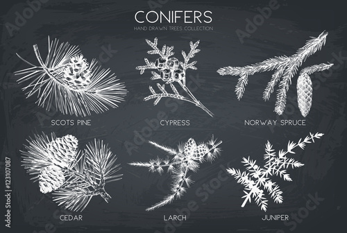 Vector collection of hand drawn botanical conifers illustration. Vintage evergreen plants sketch set. Christmas decoration elements on chalkboard