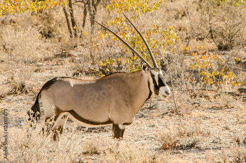 Oryx gazella