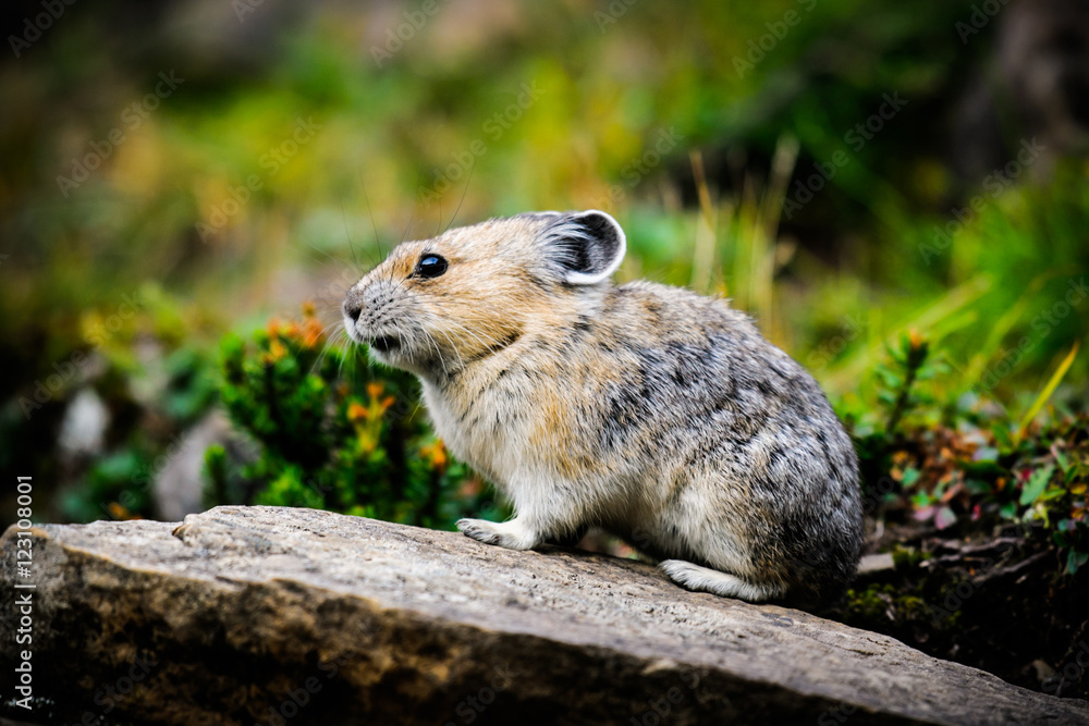 Naklejka premium American Pika (Ochotona princeps)