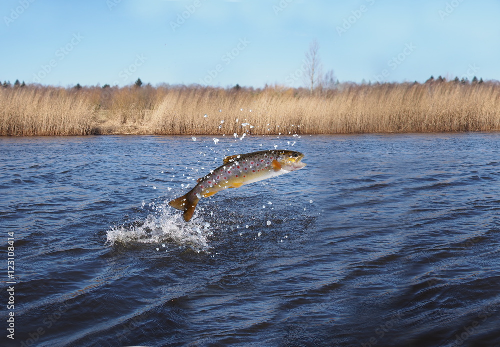 Obraz premium jumping out from water salmon