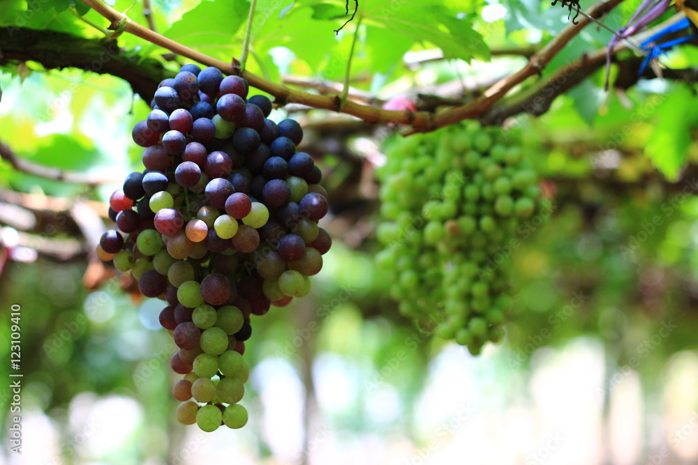 Red grapes in vineyard