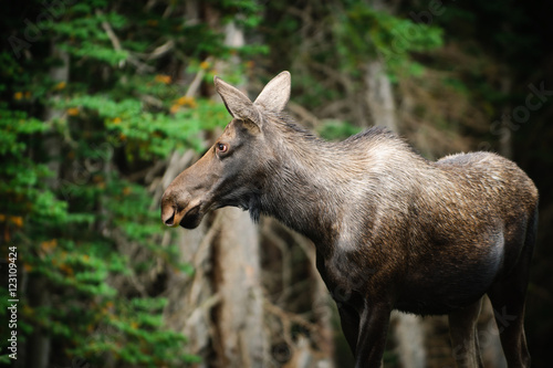 Fototapeta Naklejka Na Ścianę i Meble -  Wild Moose