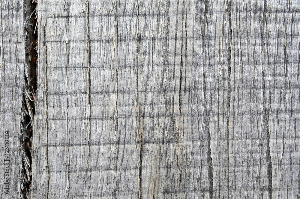 Fototapeta premium Wood texture. Lining boards wall. Wooden background pattern. Showing growth rings