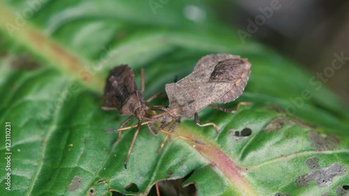 Dock bugs (Coreus marginatus) feeding on leaf. Adult and late-instar nymph of reddish-brown squashbugs in the family Coreidae, competing for prime spot to suck sap with piercing mouthparts photo