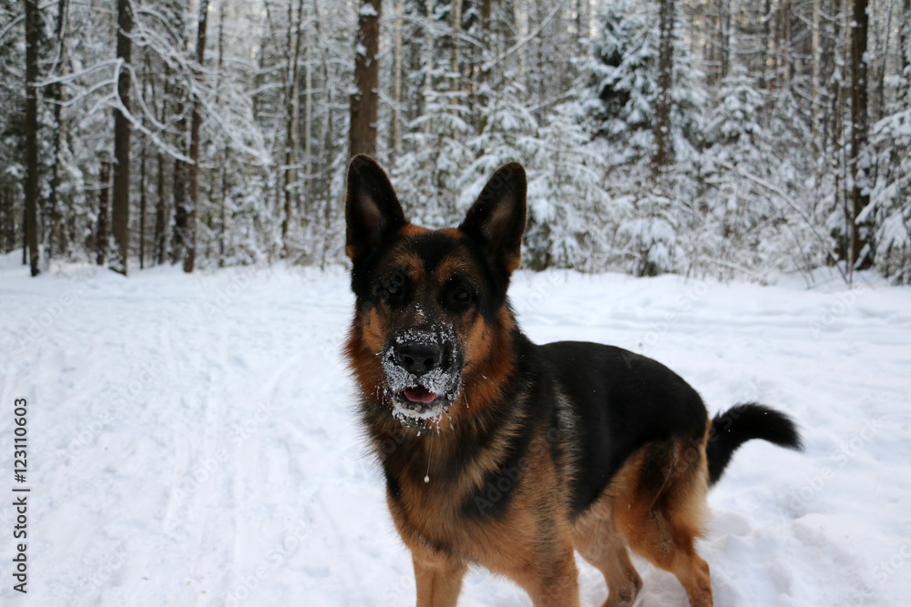 German shepherd dog on snow in winter day